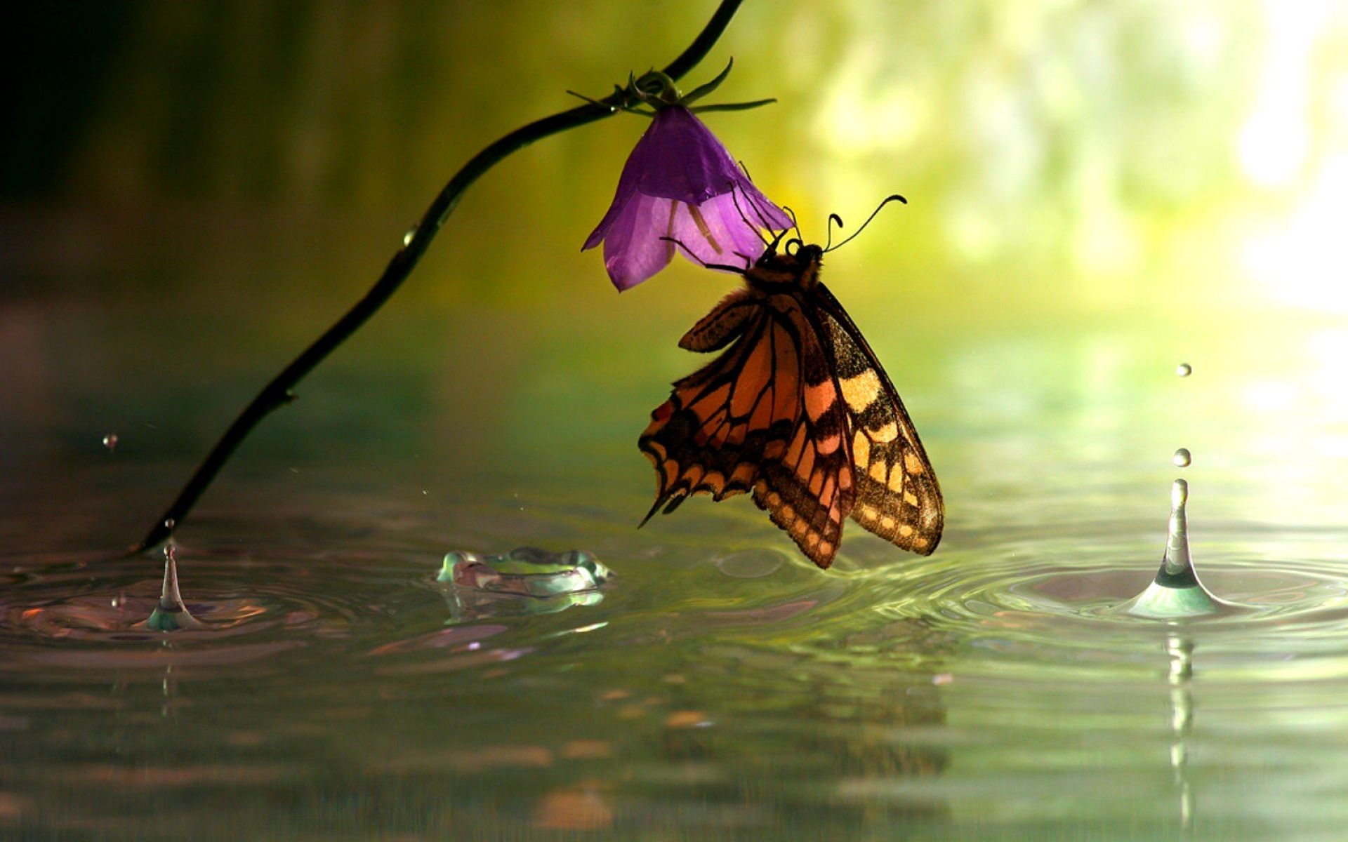 Cute Butterfly On Flower - HD Wallpaper 