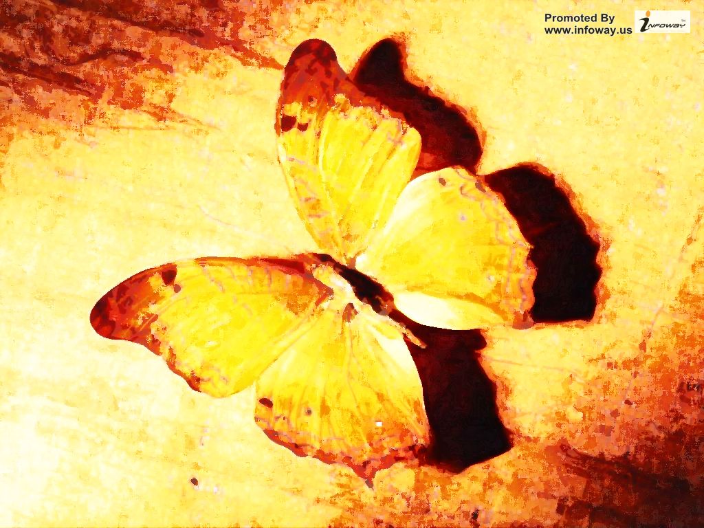 Butterfly - HD Wallpaper 