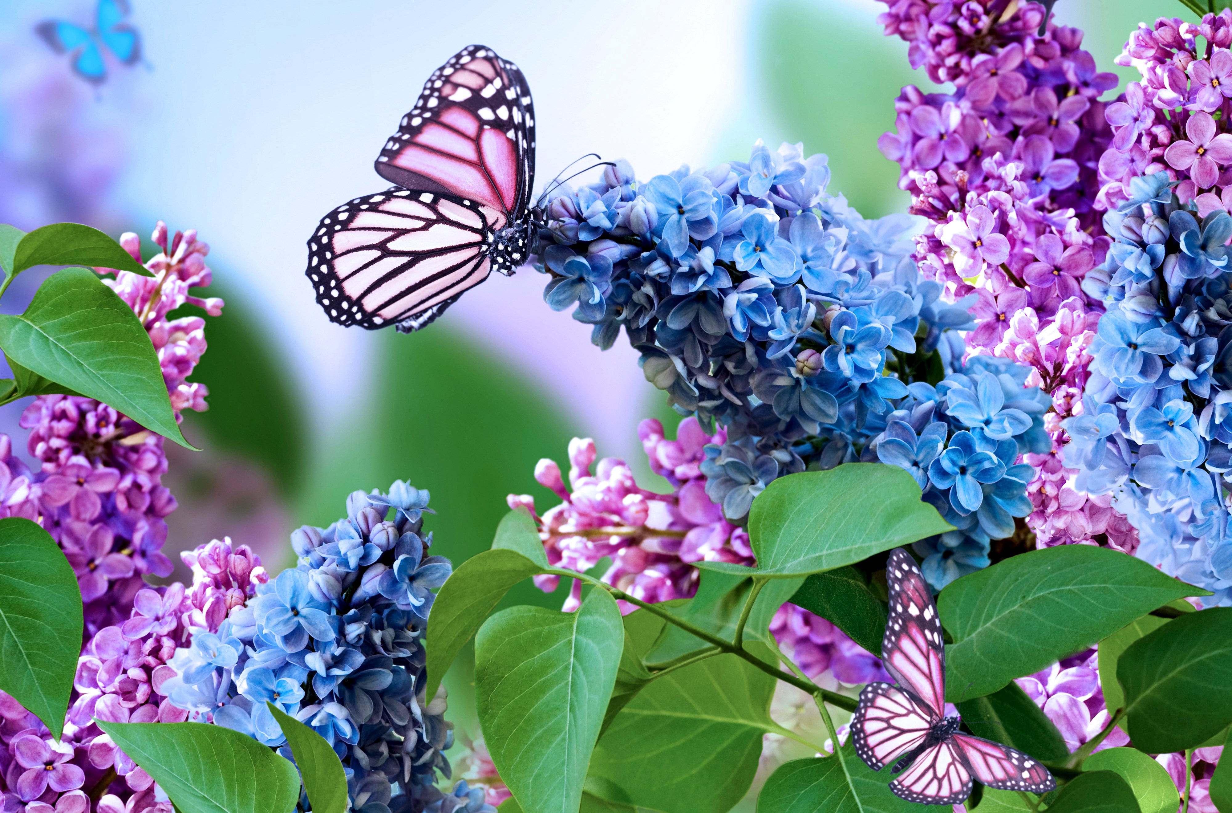 Butterfly Desktop Backgrounds - HD Wallpaper 