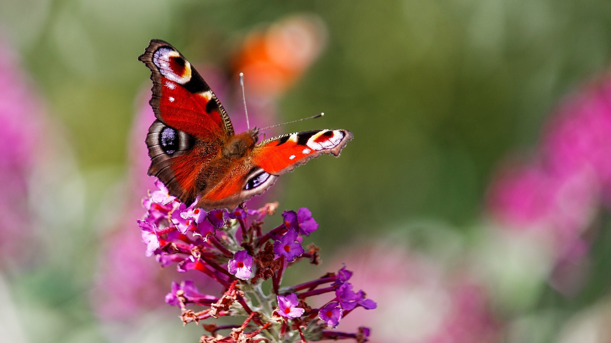 Aglais Io - HD Wallpaper 