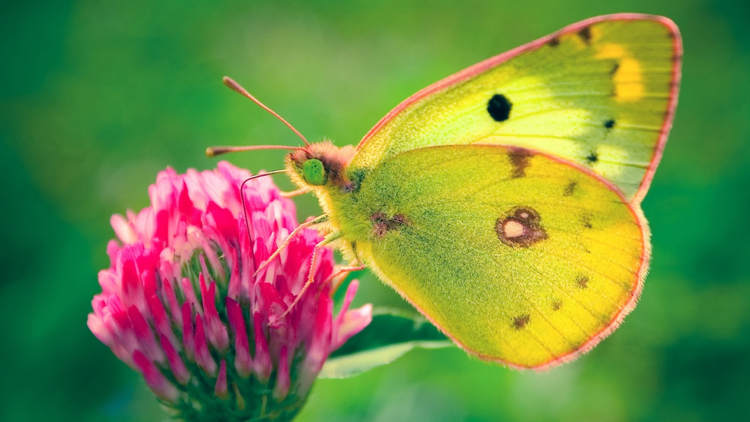 Beautiful Wallpapers Of Butterflies Hd - HD Wallpaper 