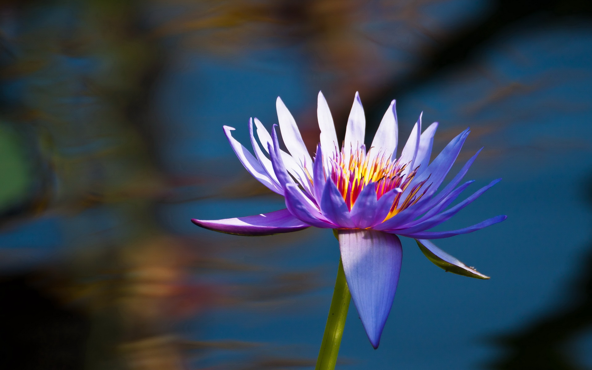 Free Purple Lotus Wallpaper - 1920x1200 Wallpaper Free Purple Lotus Wallpaper - 1920x1200 Wallpaper