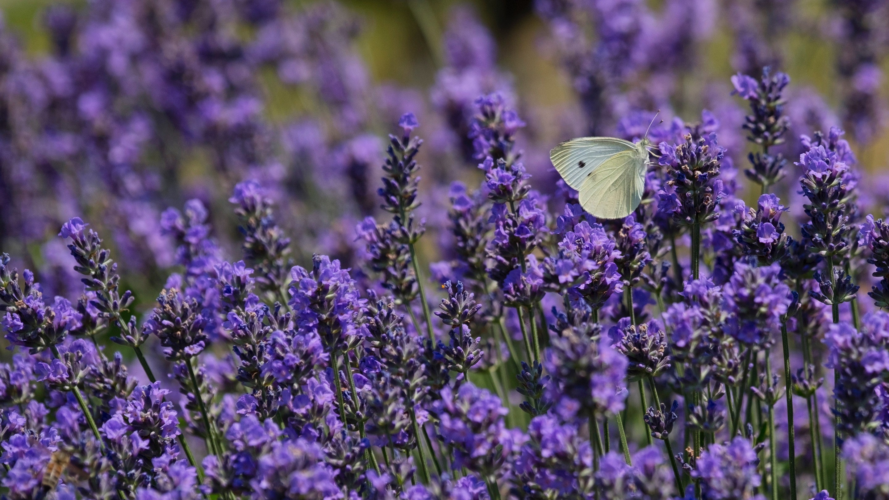 Photo Of Cute Butterfly Baby On Lavender Flower - Plants From Which We Get Medicines - HD Wallpaper 