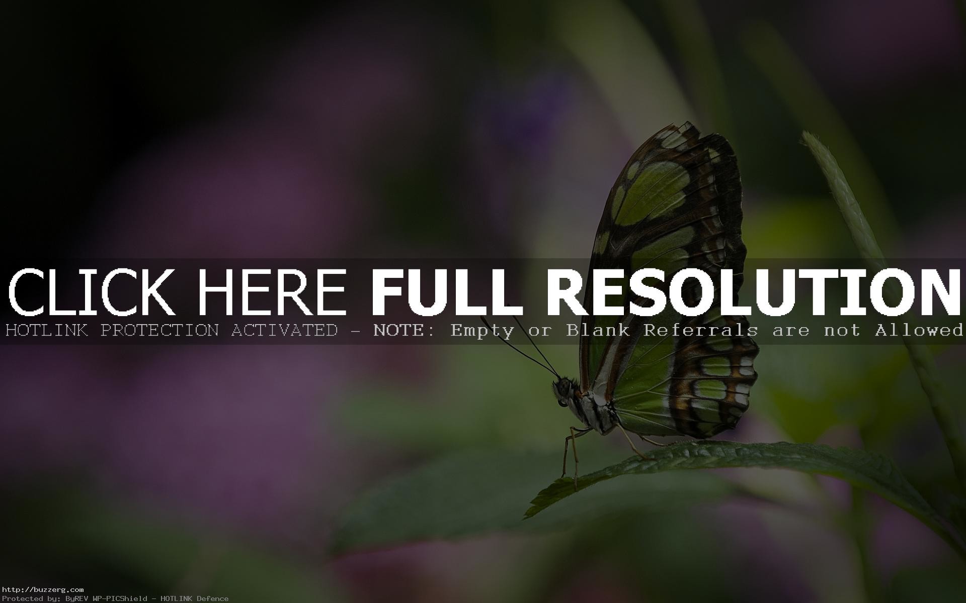 1920x1200, Green Butterflies 
 Data Id 238586 
 Data - Warren Street Tube Station - HD Wallpaper 