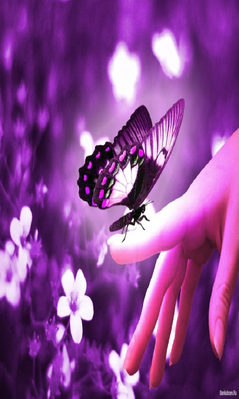 Butterfly Wallpaper Hd Download - HD Wallpaper 