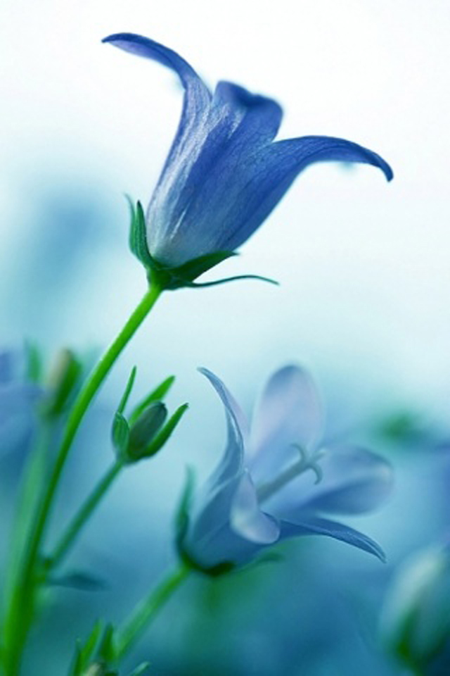 Flower Blue Bellflower Android Wallpaper - Flower Android Wallpaper Hd -  640x960 Wallpaper 