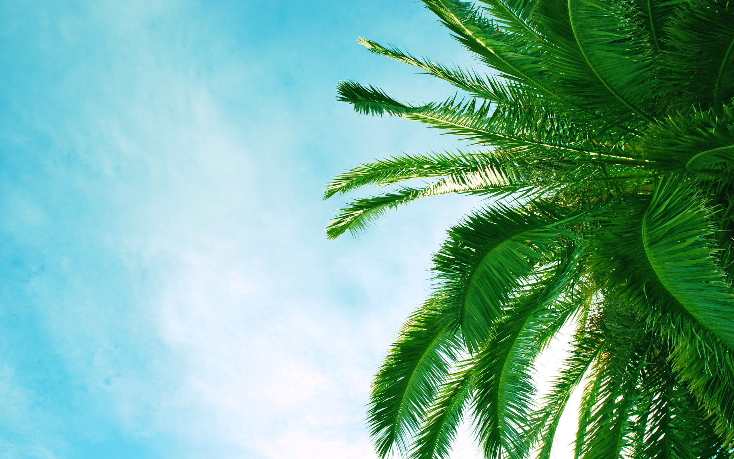 15 Wonderful Hd Palm Tree Wallpapers - Palm Tree Background Hd - HD Wallpaper 