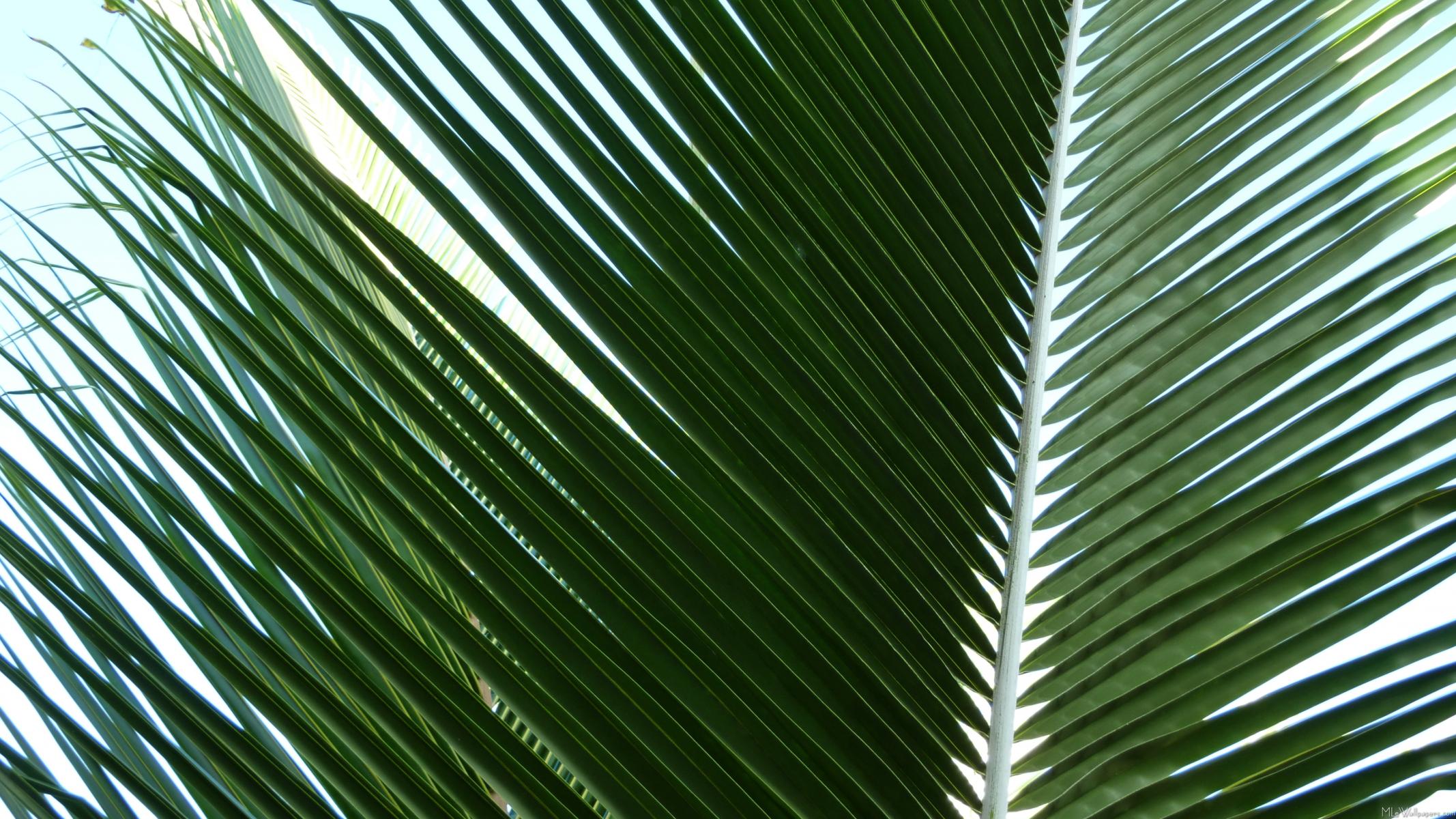 Overlapping Palm Fronds - Palm Trees - HD Wallpaper 