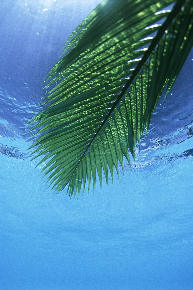 Com Apple Wallpaper Palm Leaf Sea Iphone4 - Iphone Wallpaper Palm Leaves Hd - HD Wallpaper 
