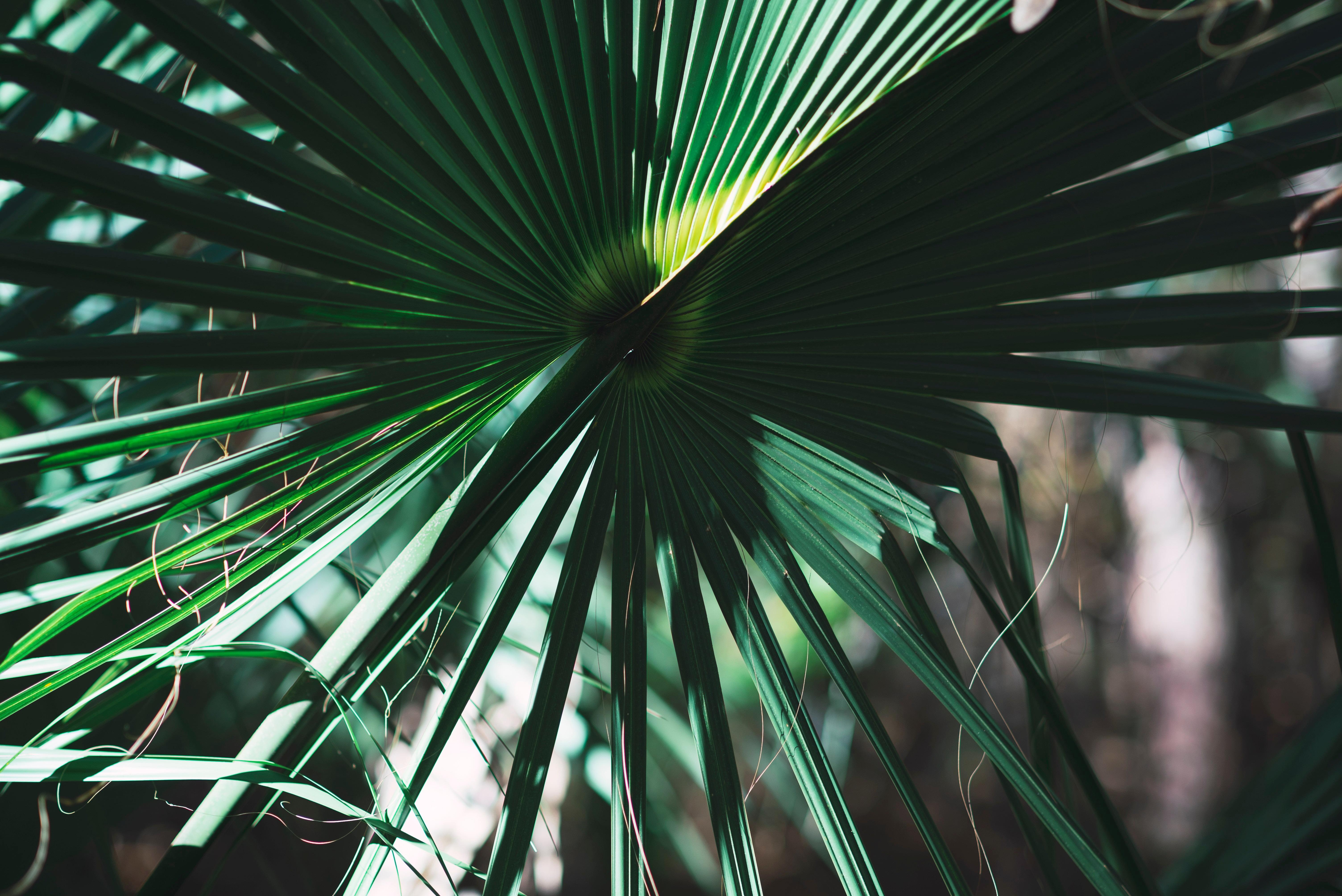Green Palm Leaf Wallpaper - Feuille Fond D Écran Palmiers - HD Wallpaper 