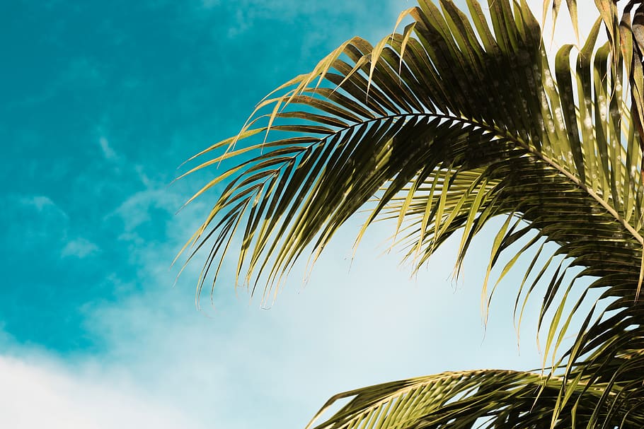 Green Palm Tree Under Blue Sky, Palm Leaf, Tropical - Attalea Speciosa - HD Wallpaper 