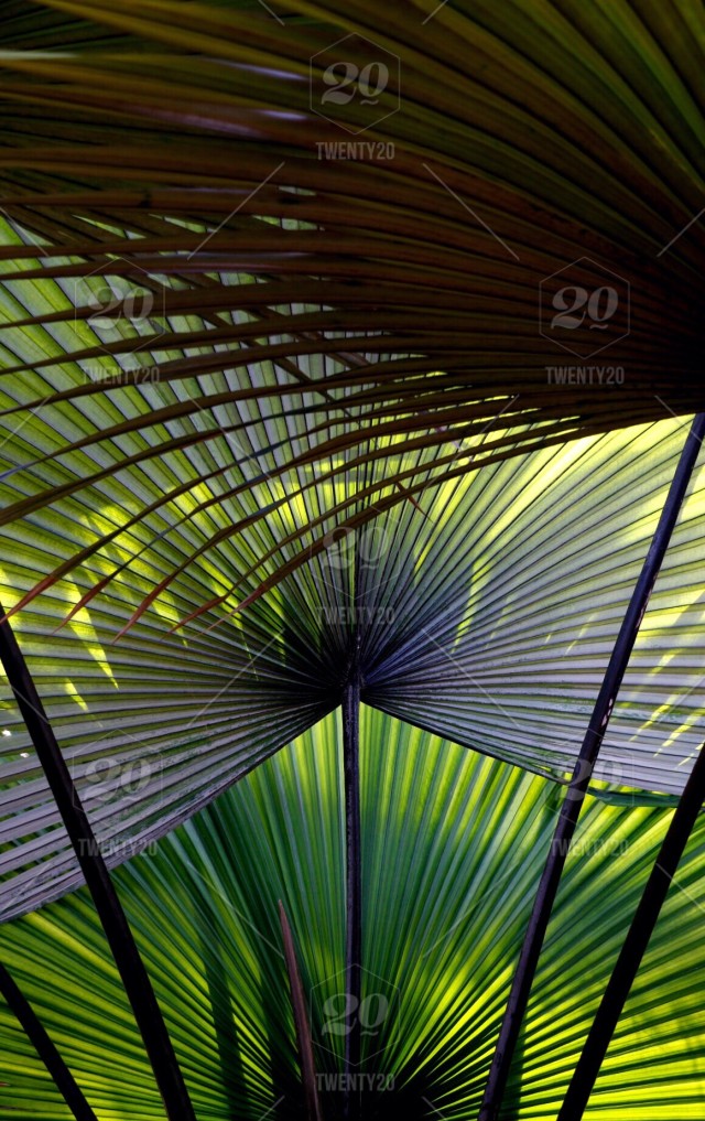 Saw Palmetto - HD Wallpaper 