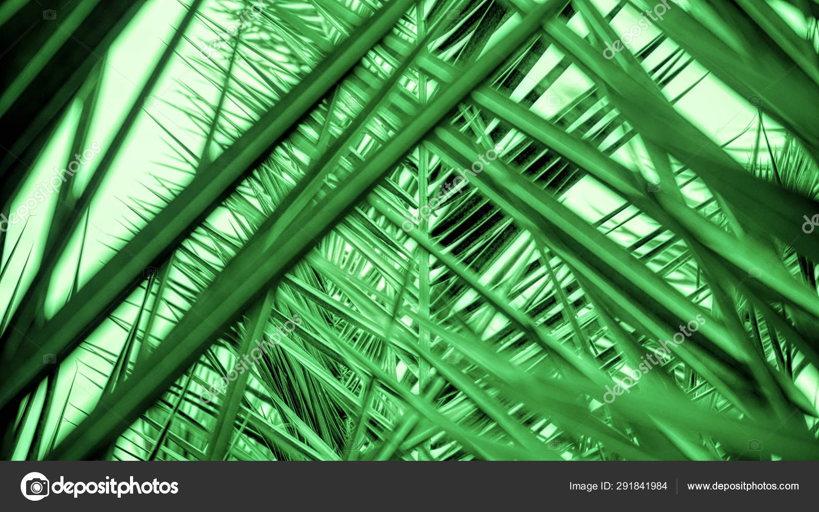 Palm Tree - HD Wallpaper 