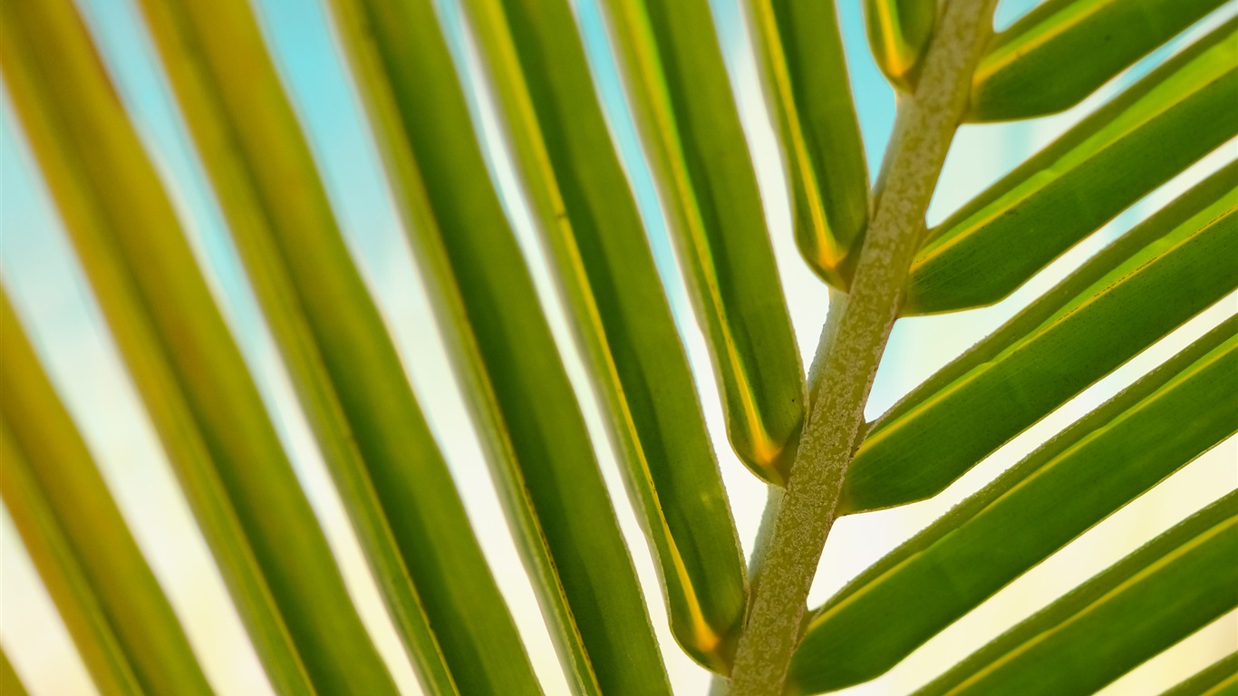 Facebook Cover Photo Of Green Leafs - HD Wallpaper 