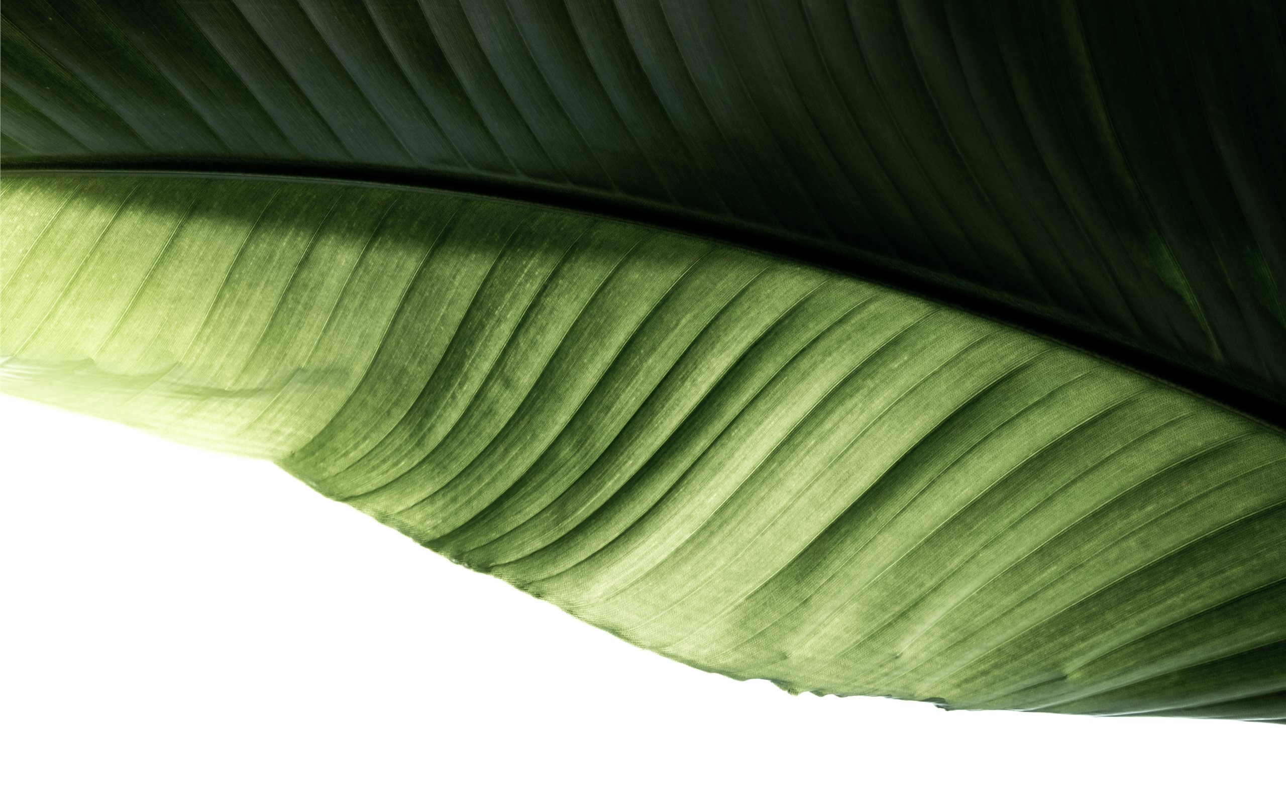 Banana Leaf - HD Wallpaper 