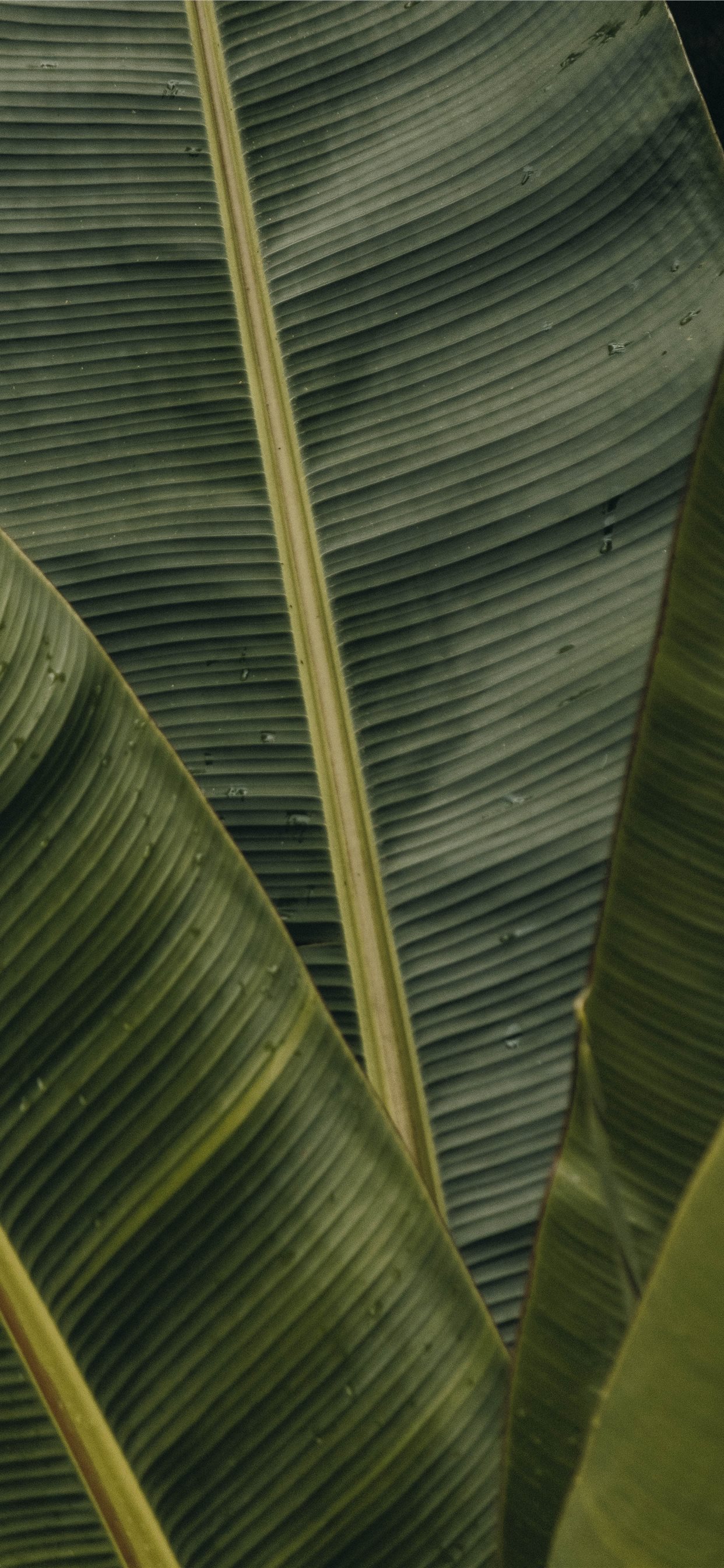 Banana Leaves Wallpaper Iphone - HD Wallpaper 