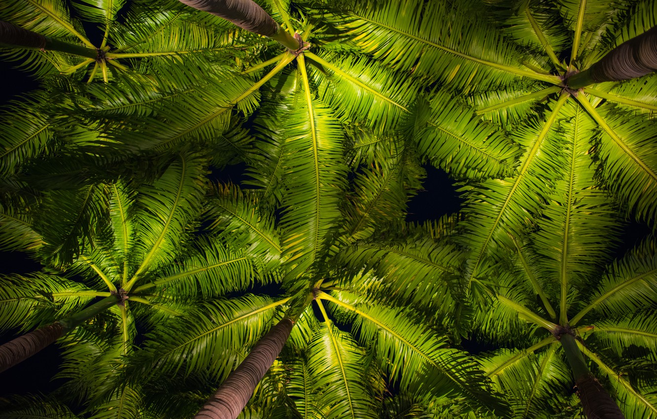 Photo Wallpaper Leaves, Palm Trees, Background, Green, - HD Wallpaper 