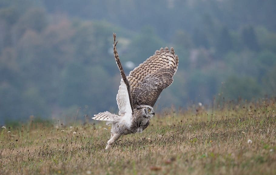 Bird, Animal, Owl, Sabertooth Tiger, Wings, Beak, Feather, - Harrier - HD Wallpaper 