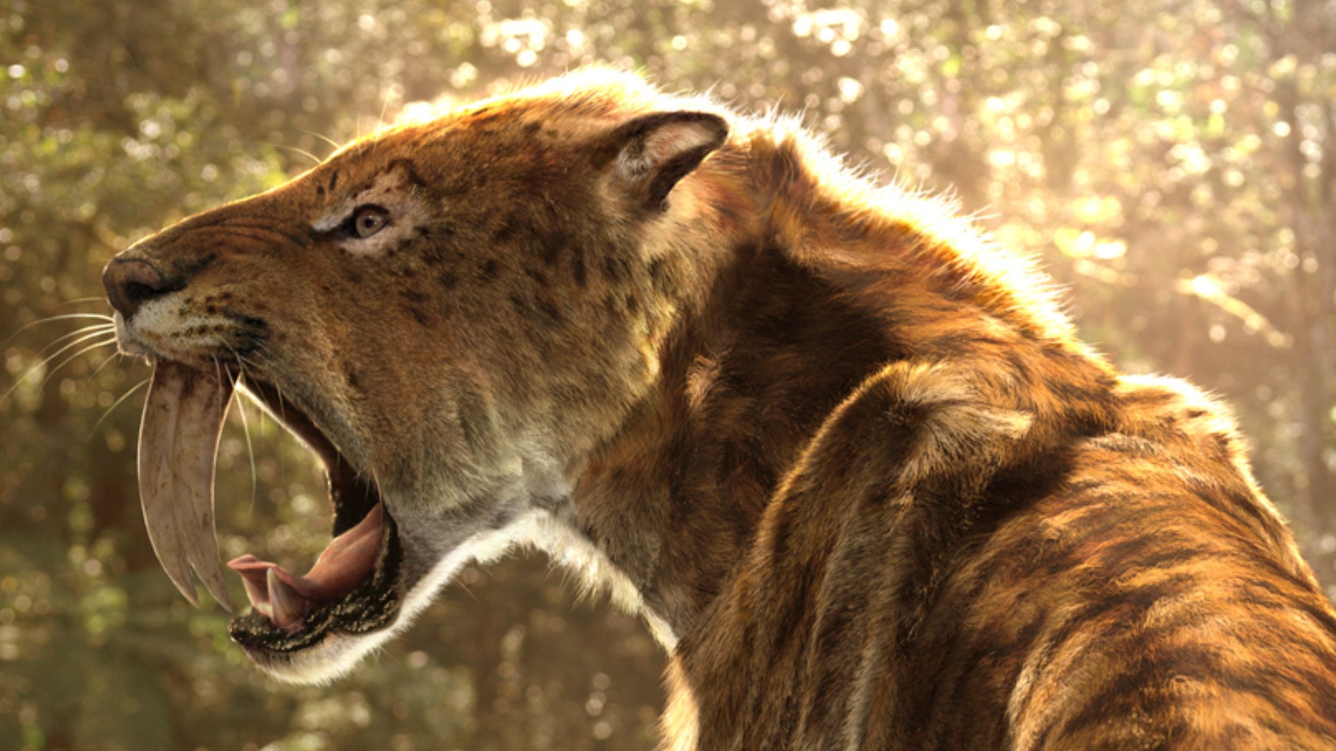 Saber Toothed Tiger - HD Wallpaper 