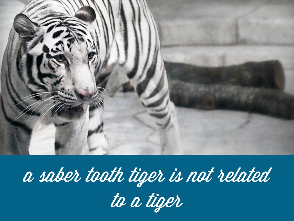 Bengal Tiger - HD Wallpaper 