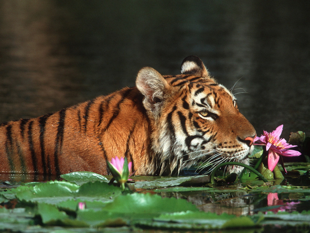 Bengal Tiger Wallpapers - Bengal Tiger In Bangladesh - 1024x768 Wallpaper -  