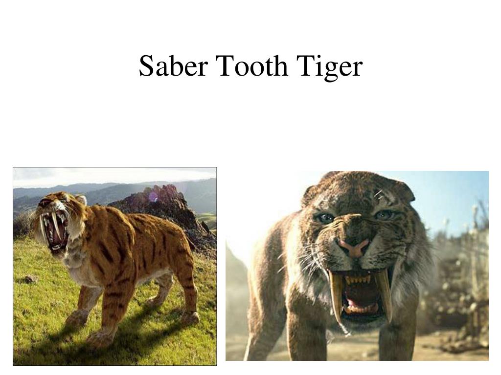 Saber Tooth Tiger Angry - HD Wallpaper 