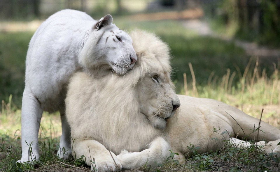 Lion And Tiger Wallpaper - Ligre Blanco - HD Wallpaper 