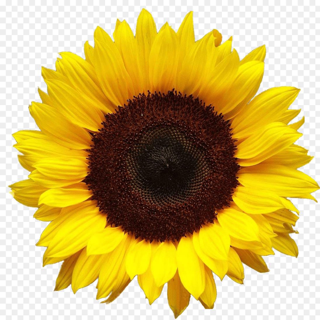 Sunflower Free Top 5 Sunflowers On Etsy Png Clipart - Sunflower Png - HD Wallpaper 