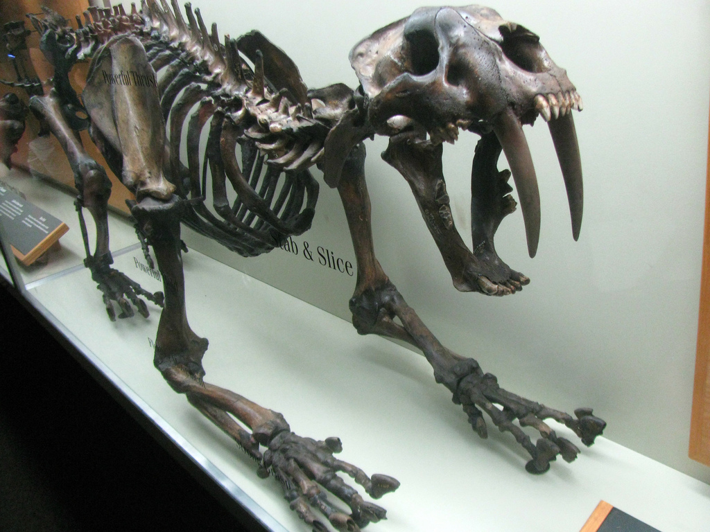 Sabertooth Tiger Fossil - Sabre Tooth Tiger Skeleton - HD Wallpaper 