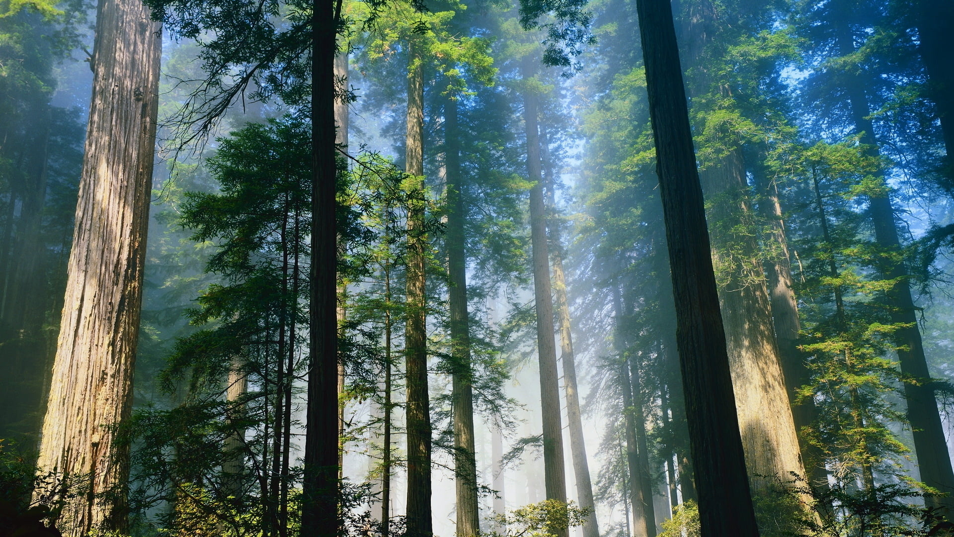 Redwood Forest - HD Wallpaper 