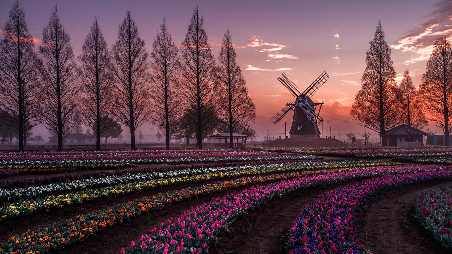 Wallpaper 3 11 2016 - Tulip Farm In Japan - HD Wallpaper 