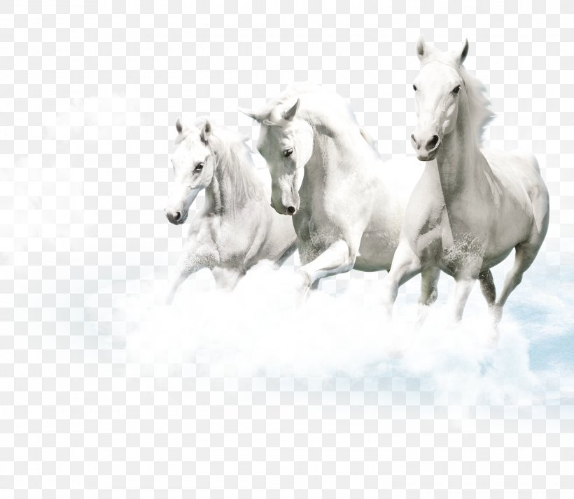 Friesian Horse Lipizzan White Ceramic Wallpaper, Png, - Horse Running In Clouds - HD Wallpaper 
