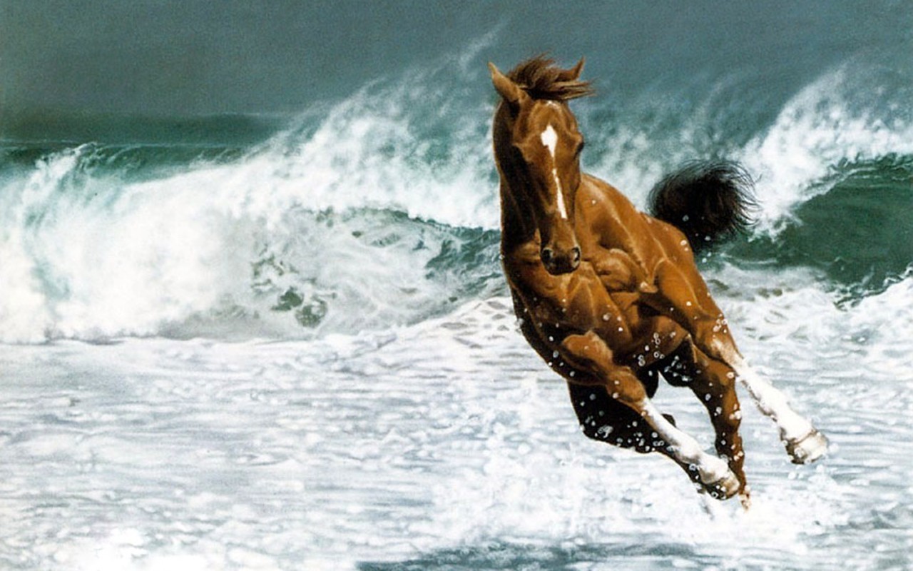 Horse Wallpaper - 1280x800 Wallpaper Horse Wallpaper - 1280x800 Wallpaper