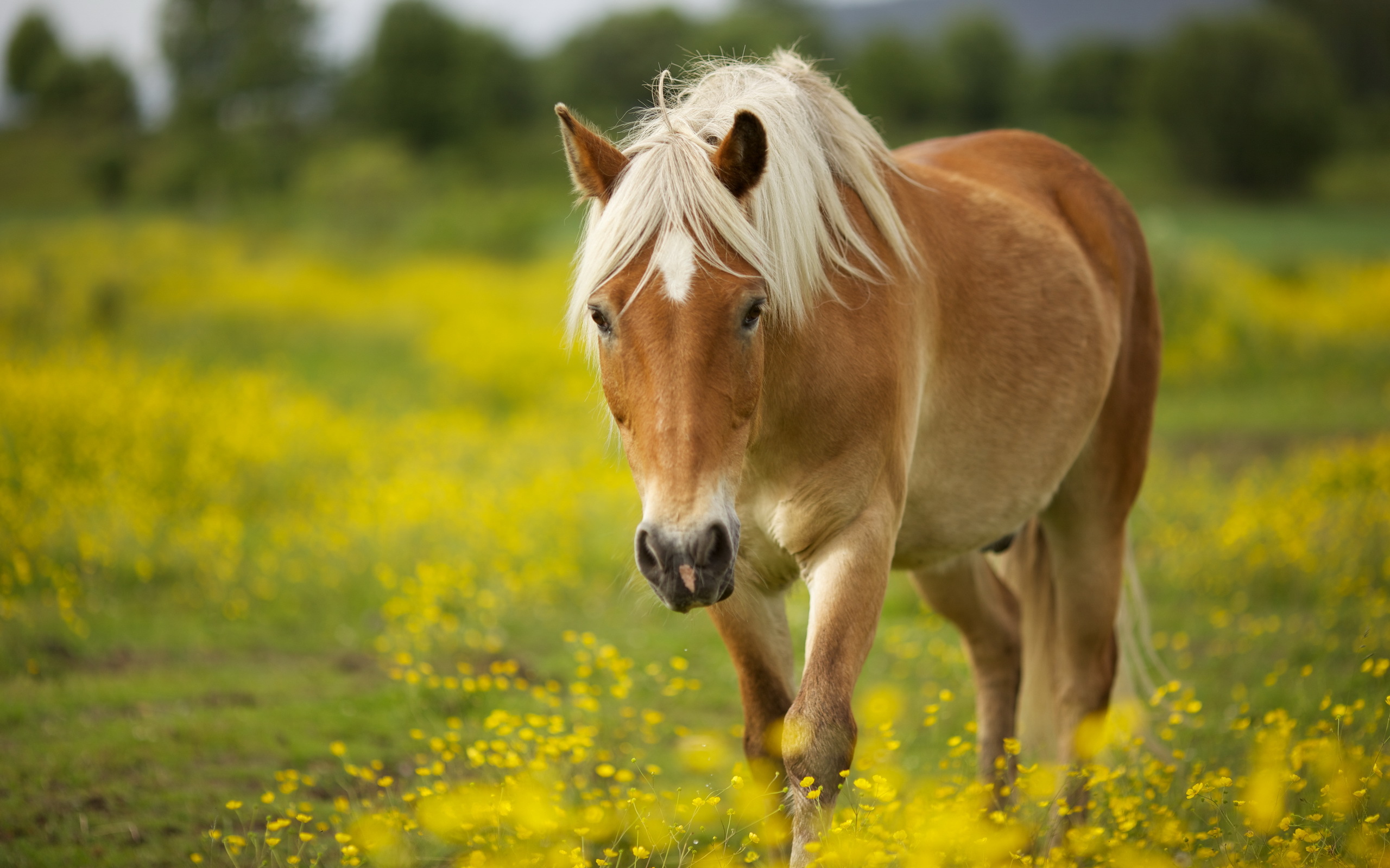 Cftcft Horse Photos, Bsnscb - HD Wallpaper 