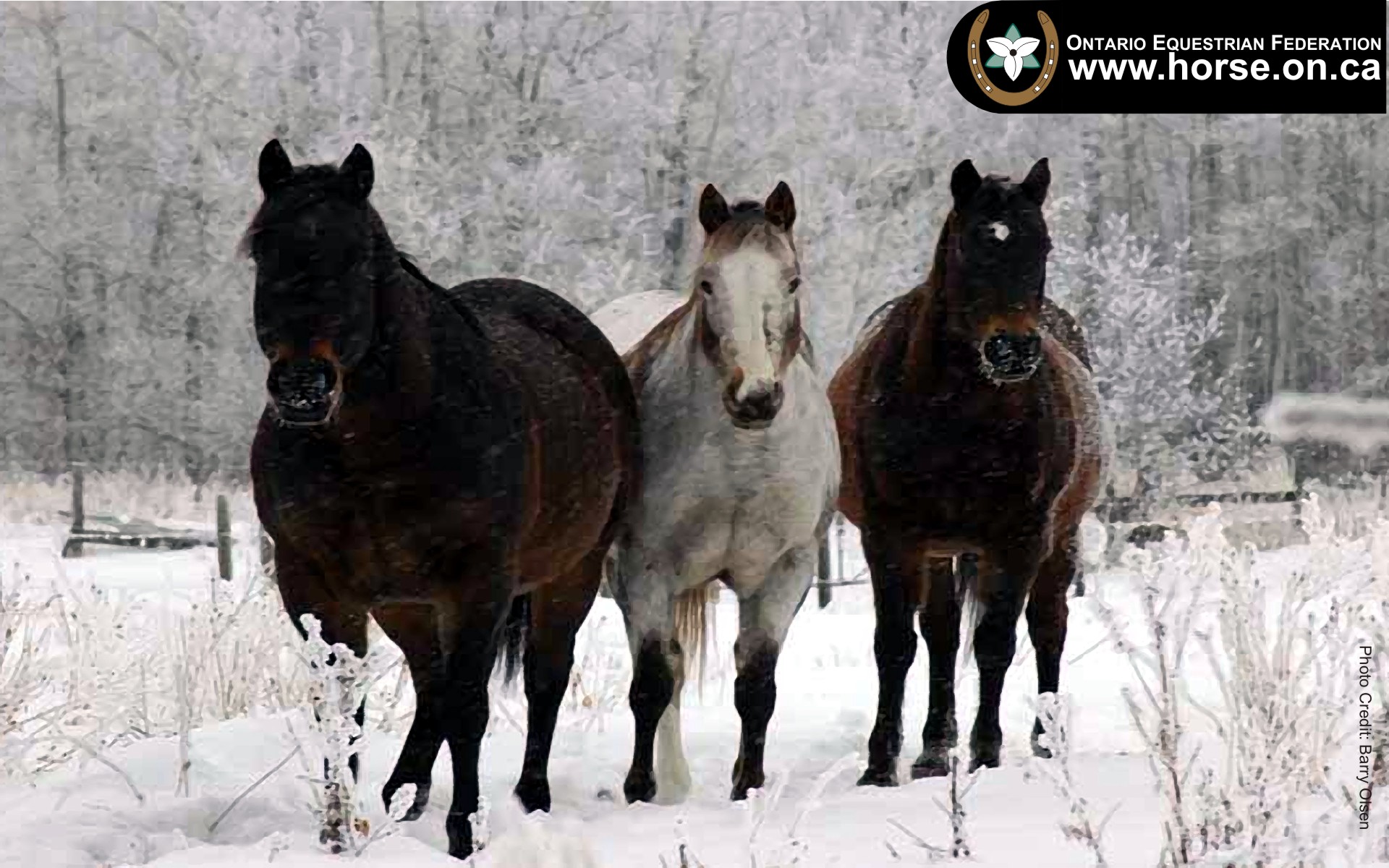 Stallion - HD Wallpaper 