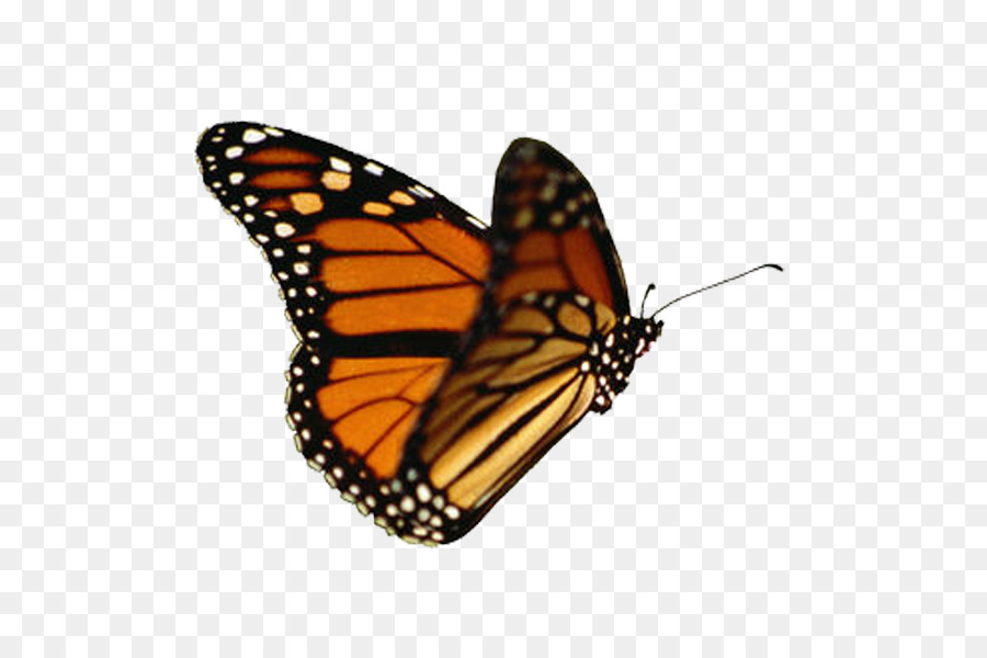 Butterfly Animation Clip Art - Butterfly With No Background - 900x600 Wallpaper Butterfly Animation Clip Art - Butterfly With No Background - 900x600 Wallpaper