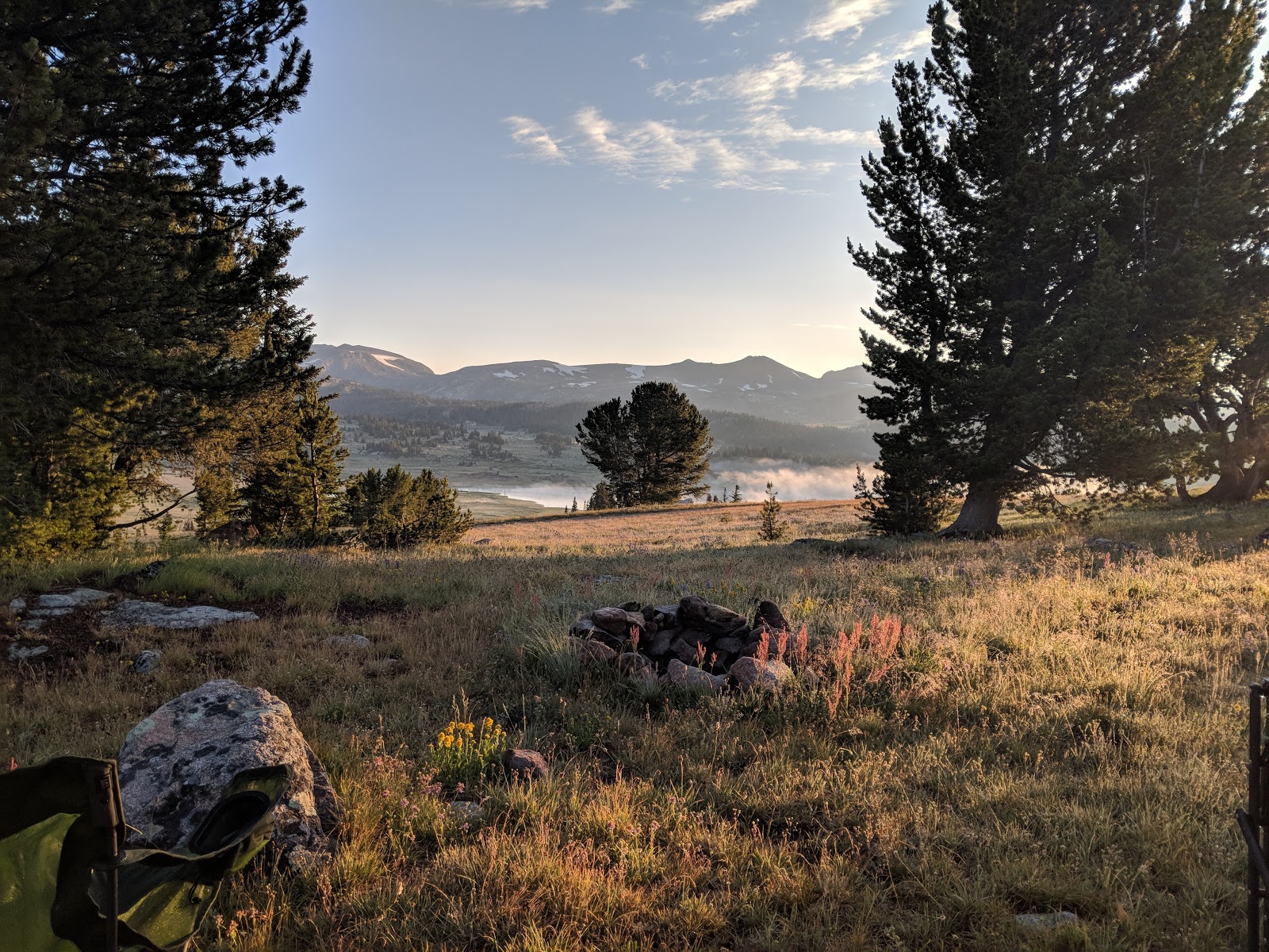 Larch - HD Wallpaper 