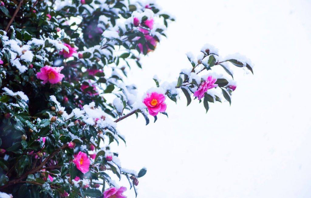 Snow Covered Flowers - Camellia In Snow - HD Wallpaper 