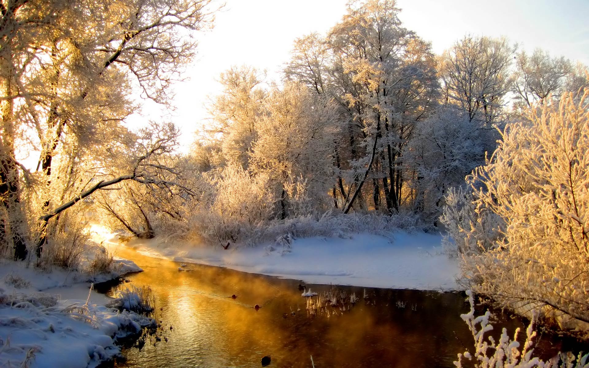 Winter Forest Hd - Nature Wallpaper Winter - HD Wallpaper 