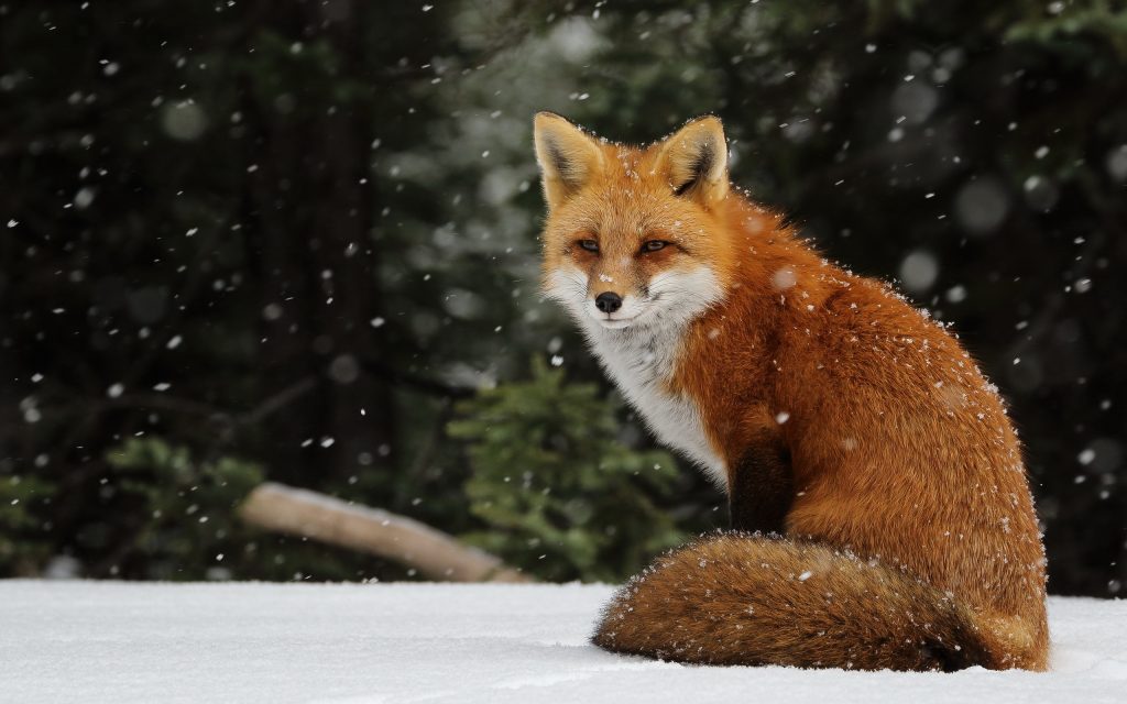 Animal Winter Desktop Wallpaper Pic Hwb421451 - Fox Background - HD Wallpaper 