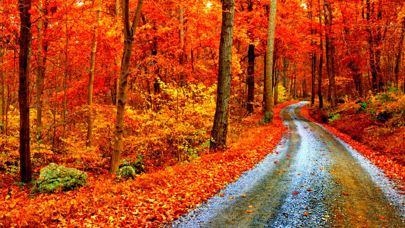 Best Fall Background Id - Temperate Deciduous Forest - HD Wallpaper 