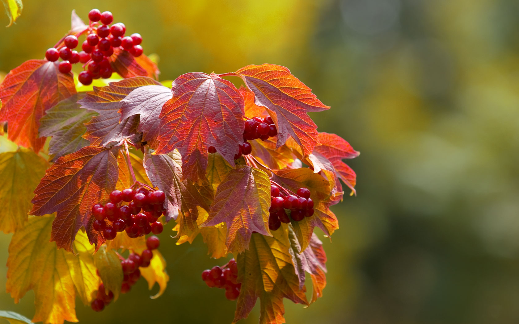 Fall Backgrounds - HD Wallpaper 