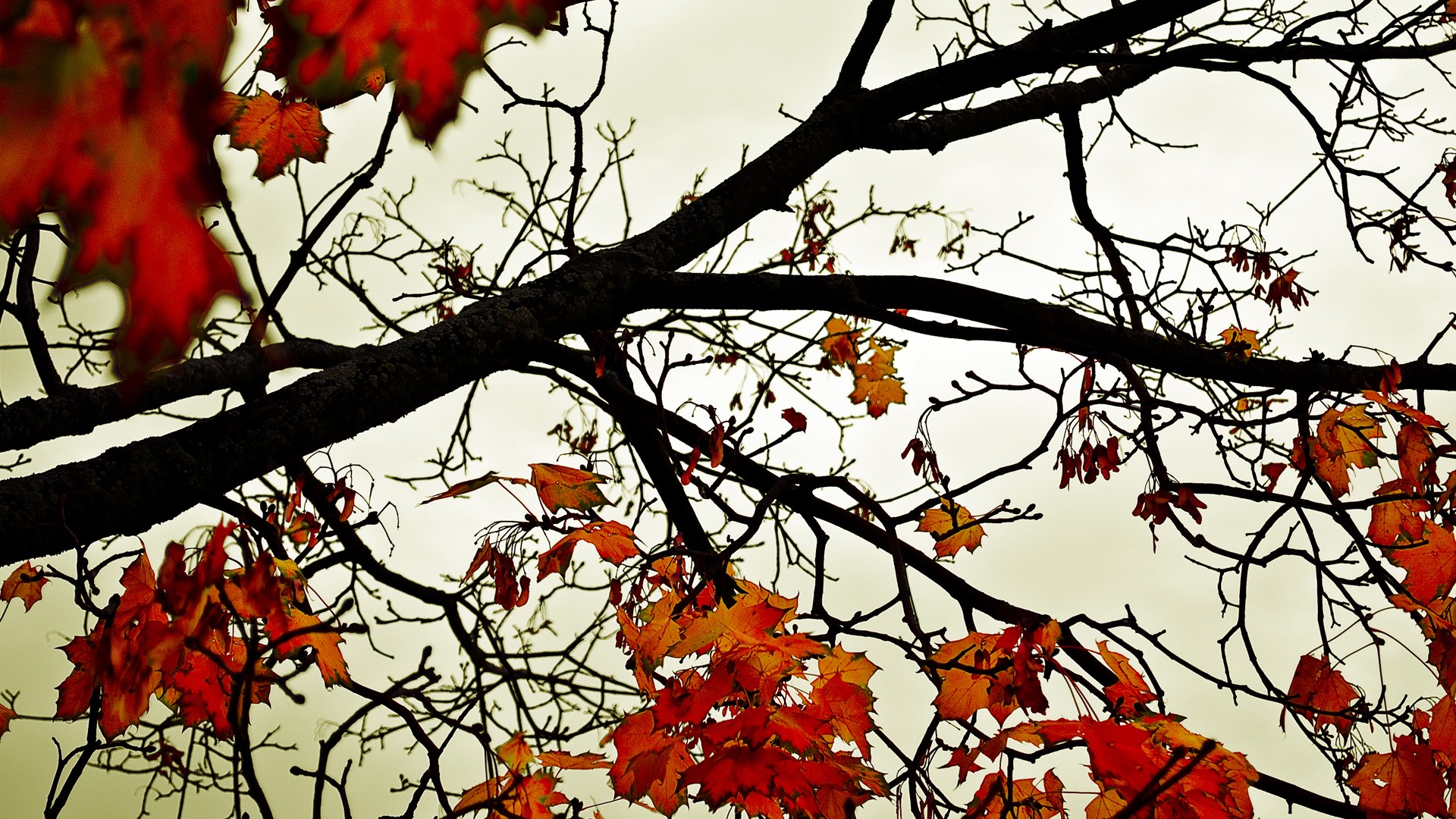 Desktop Fall Background Wallpaper Hd - Fall Colors Cover - HD Wallpaper 