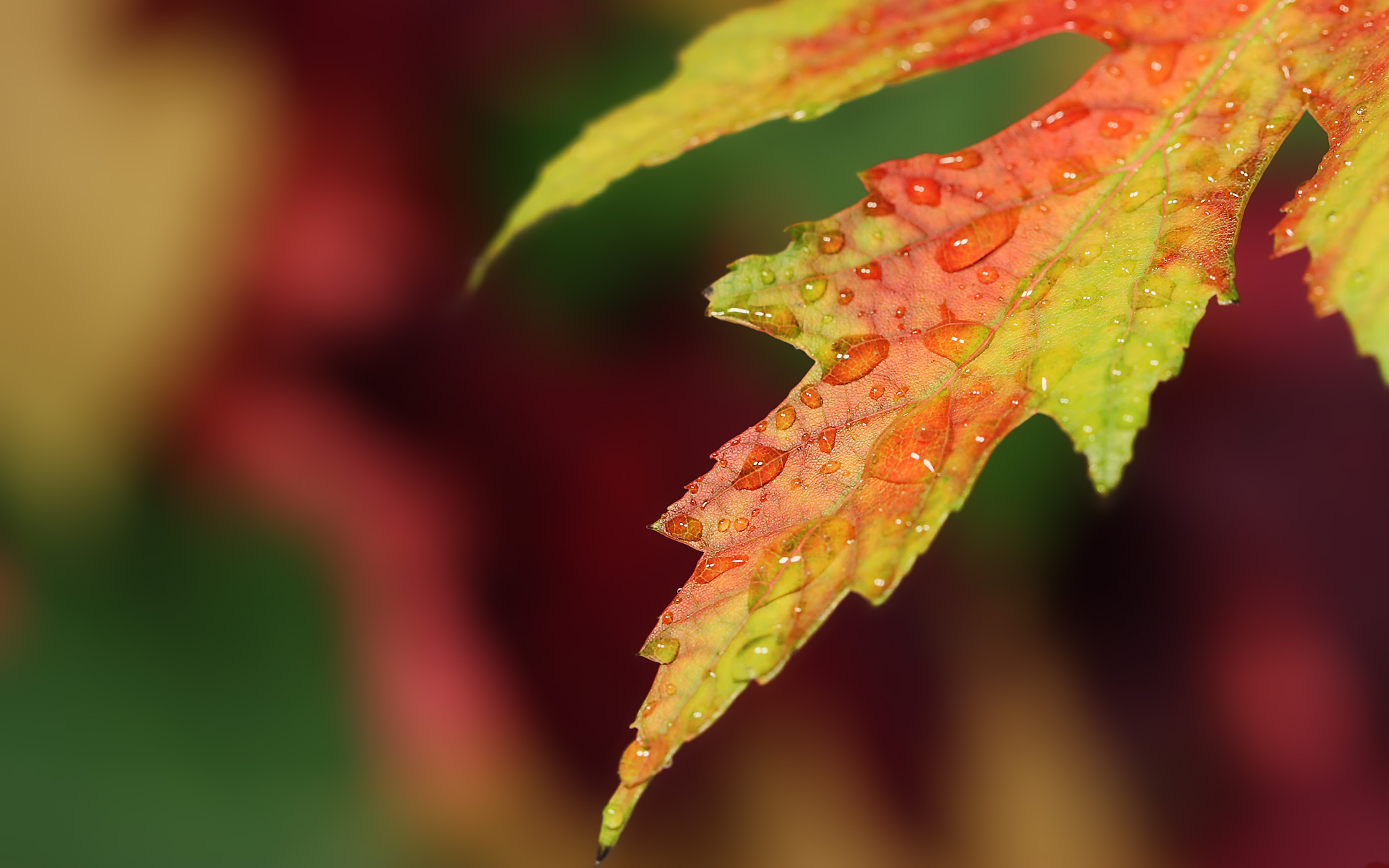 Water Drops On Leaf - HD Wallpaper 