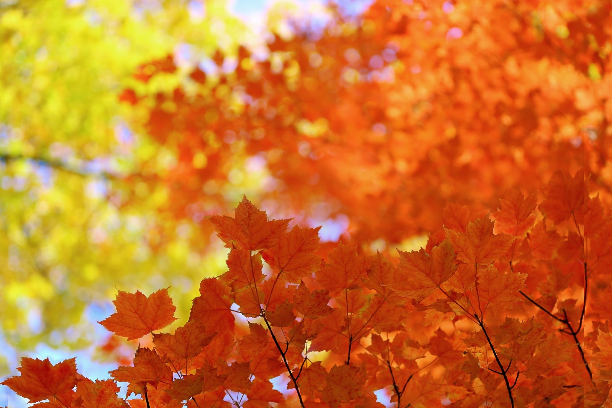 Fall 
 Data-src /w/full/3/a/9/132602 - Fall Background Macbook - HD Wallpaper 