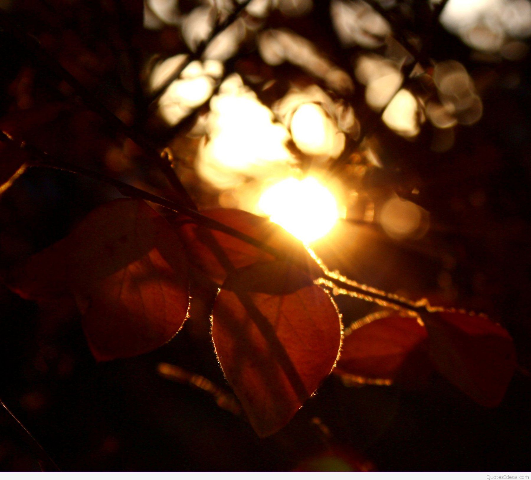 Sunlight Through Autumn Leaves Background - Photography Artistic Leaves - HD Wallpaper 