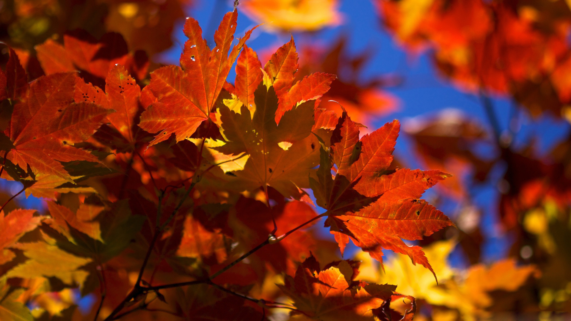 Thanksgiving Pumpkin - Fall Leaves Desktop Background - HD Wallpaper 