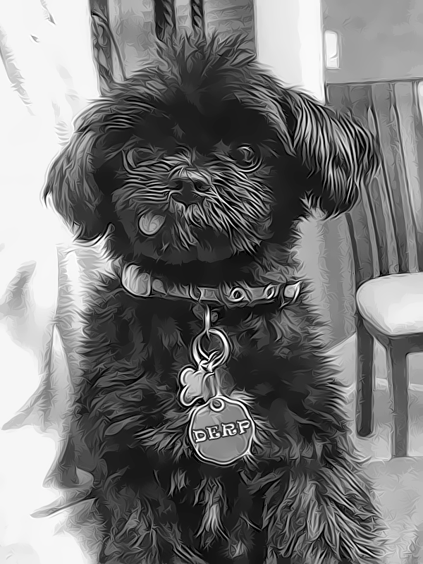 Puppy - HD Wallpaper 