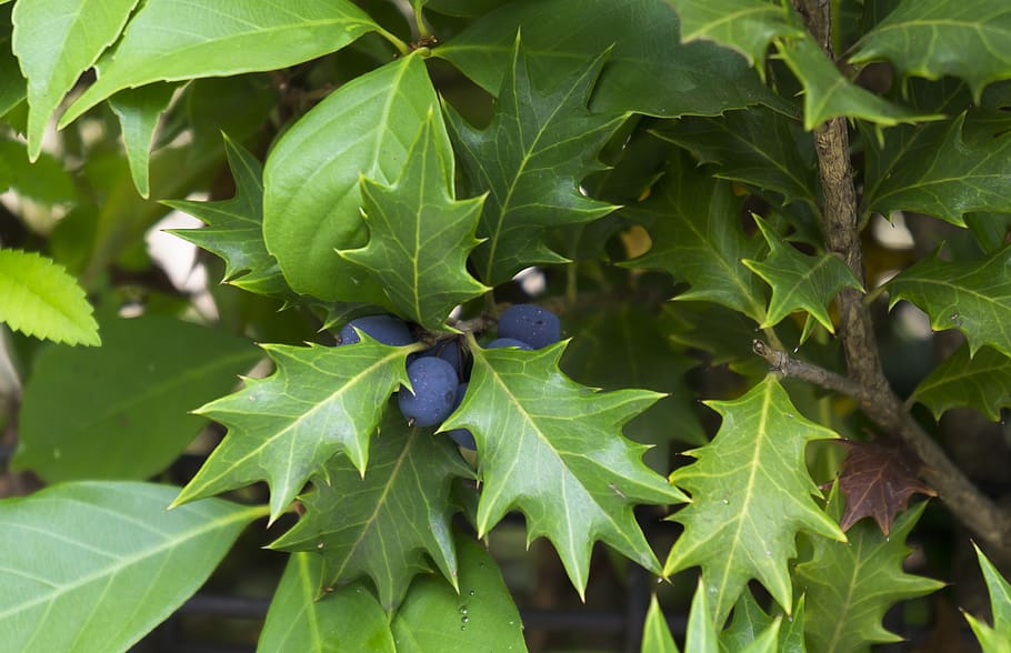 One Day, Holly, Plant, Leaf, Green, Natural, Holly - HD Wallpaper 
