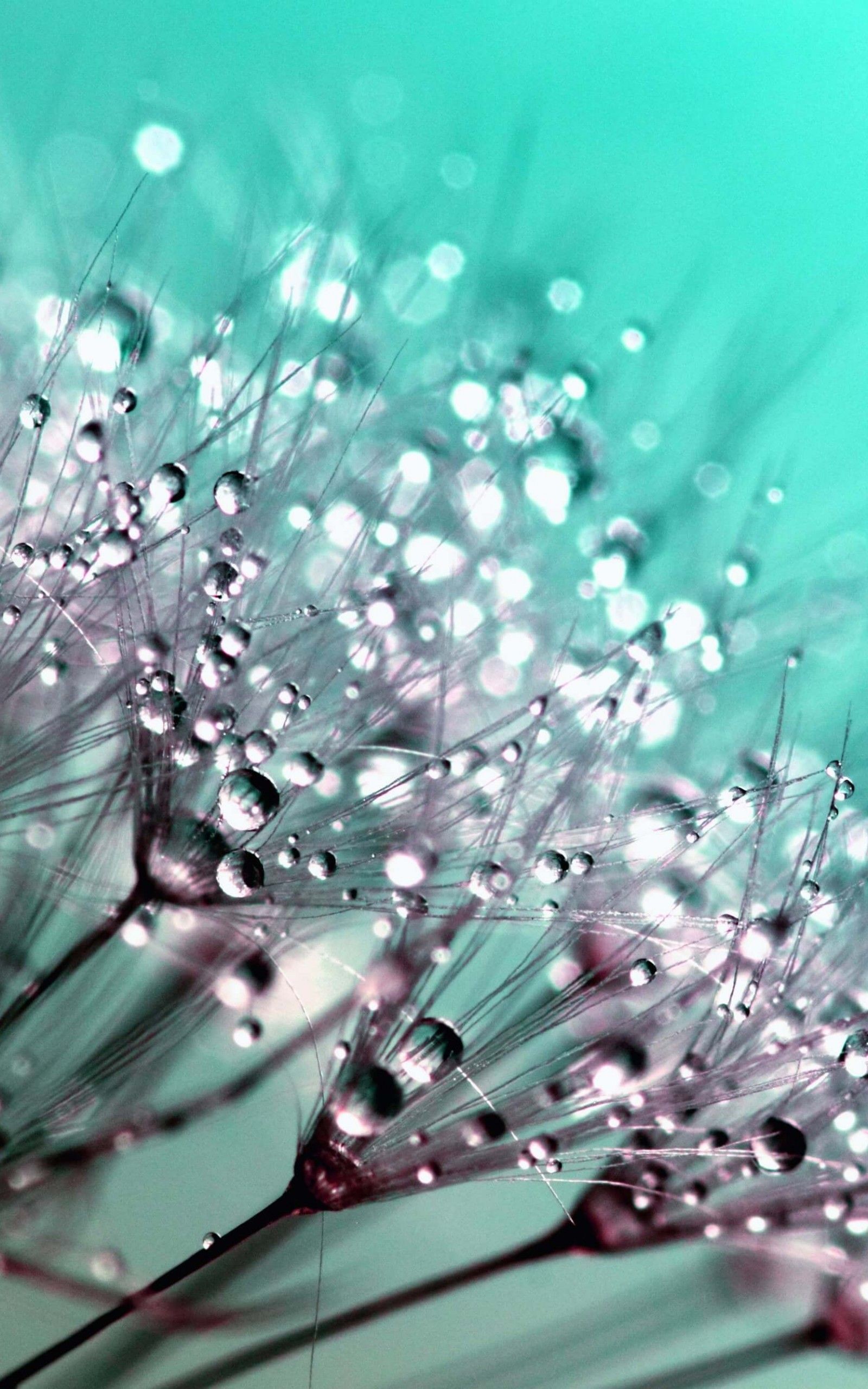 Download Dew Drops On Dandelion Seeds Hd Wallpaper - Water Drops Wallpapers For Smartphone - HD Wallpaper 